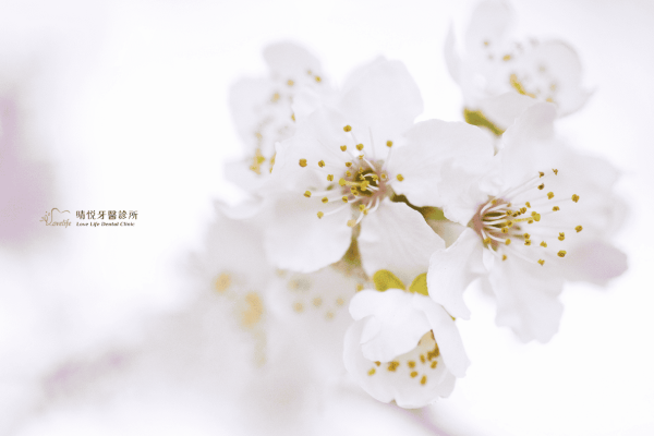 2025-qingming-festival